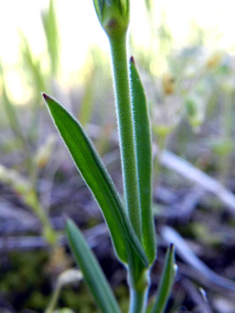 Silene conica / Silene conica